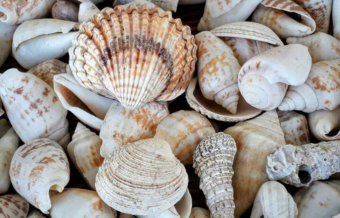 [2-9] 生物形態生長和進化趨勢的幾何研究